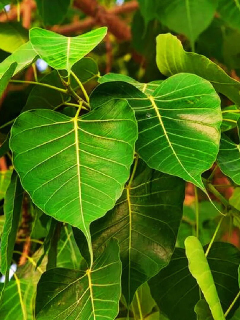 बहुगुणी पिंपळ! पोटाच्या समस्या होतील दूर - Marathi News | बहुगुणी पिंपळ! पोटाच्या समस्या होतील दूर | Latest Photos at Lokmat.com