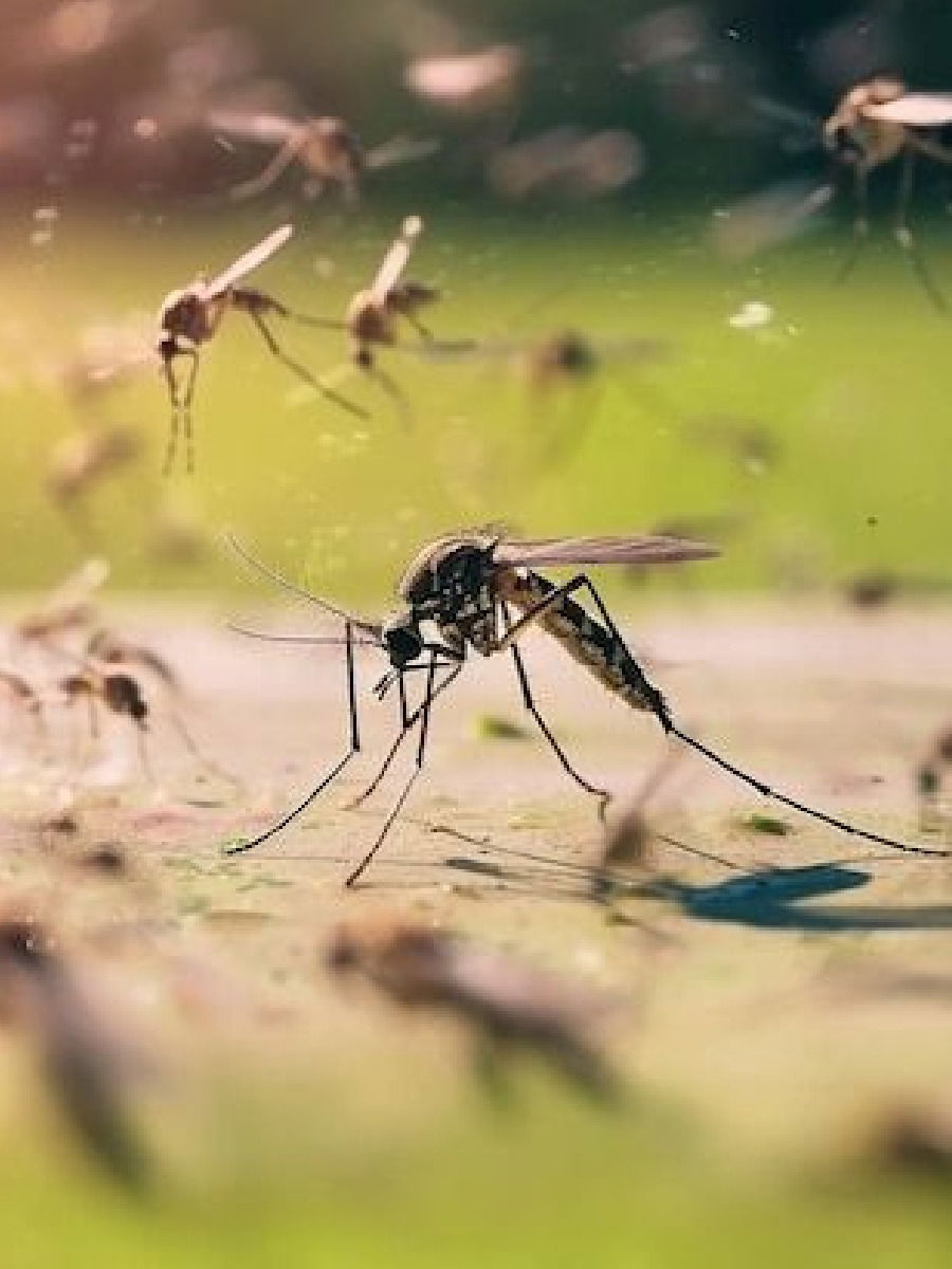 'ही' राेपटी पाहूनच डास पळून जातील  - Marathi News | 'ही' राेपटी पाहूनच डास पळून जातील  | Latest Photos at Lokmat.com