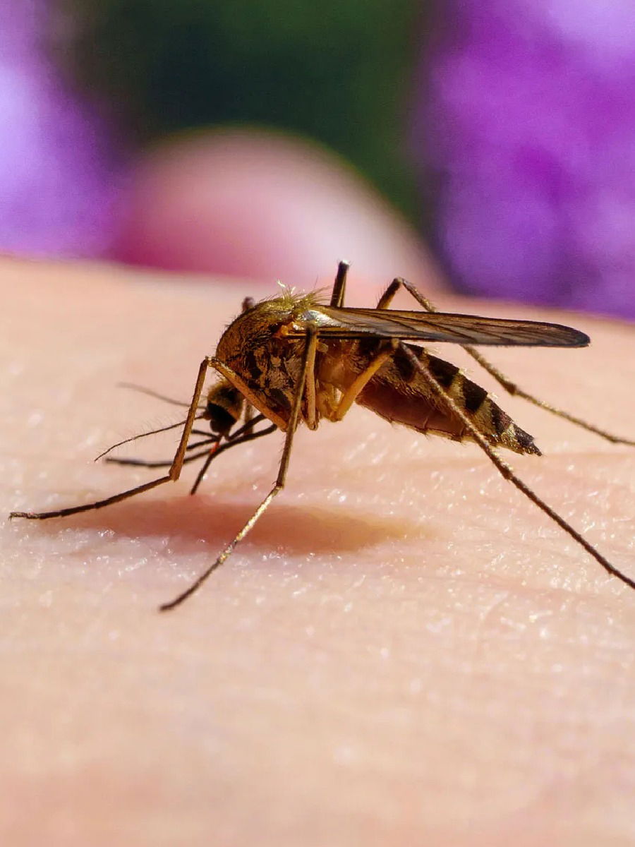 एक मच्छर..! रक्त न पिता किती दिवस जिवंत राहतो डास? - Marathi News | एक मच्छर..! रक्त न पिता किती दिवस जिवंत राहतो डास? | Latest Photos at Lokmat.com