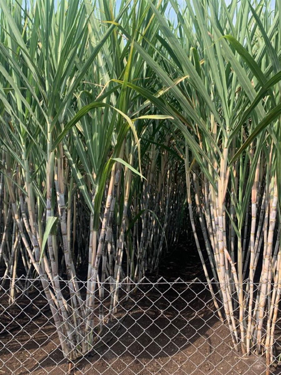 घरच्या घरी ऊस बेणेमळा कसा तयार करावा? - Marathi News | घरच्या घरी ऊस बेणेमळा कसा तयार करावा? | Latest Photos at Lokmat.com