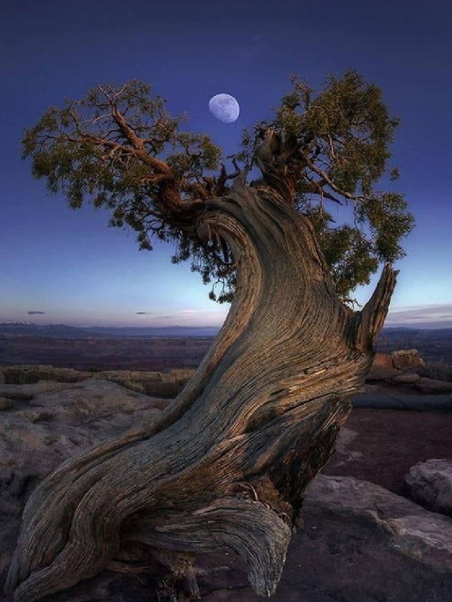 जगातील सगळ्यात जास्त वयाचं झाड कुठे आहे? - Marathi News | जगातील सगळ्यात जास्त वयाचं झाड कुठे आहे? | Latest Photos at Lokmat.com