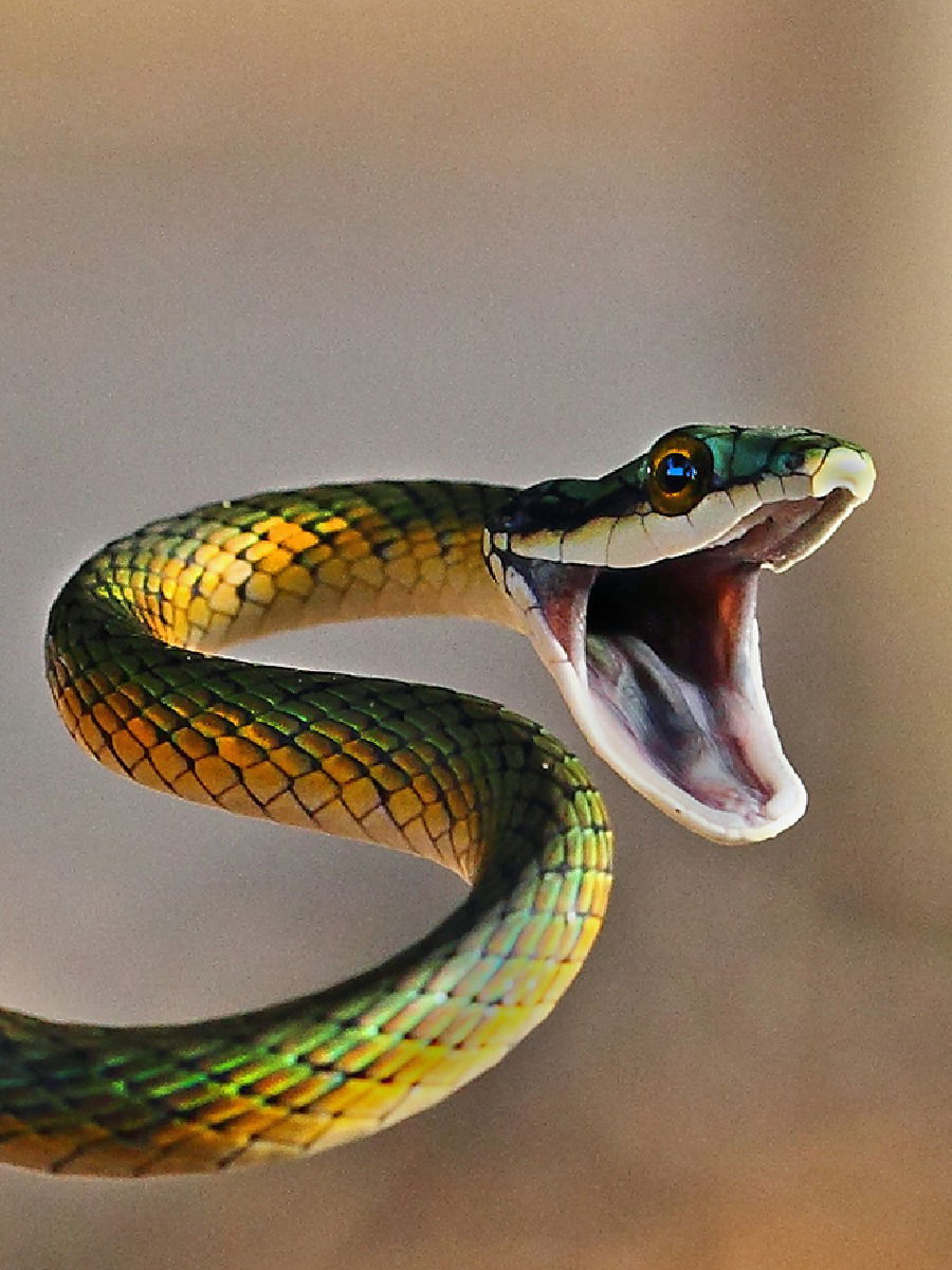 आपल्या ५ चुकांमुळे घरात कधीही येऊ शकतो साप, वेळीच द्या लक्ष - Marathi News | आपल्या ५ चुकांमुळे घरात कधीही येऊ शकतो साप, वेळीच द्या लक्ष | Latest Photos at Lokmat.com