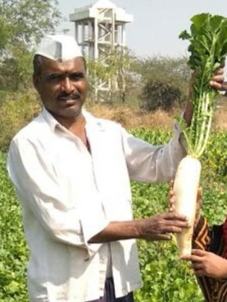 हिवाळ्यातील सुपरफूड 'मुळा'