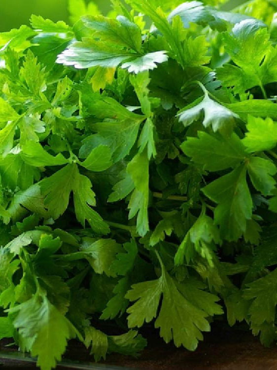 आठवडाभर कोथिंबीर फ्रेश ठेवण्याची ही आहे जबरदस्त टिप्स - Marathi News | आठवडाभर कोथिंबीर फ्रेश ठेवण्याची ही आहे जबरदस्त टिप्स | Latest Photos at Lokmat.com