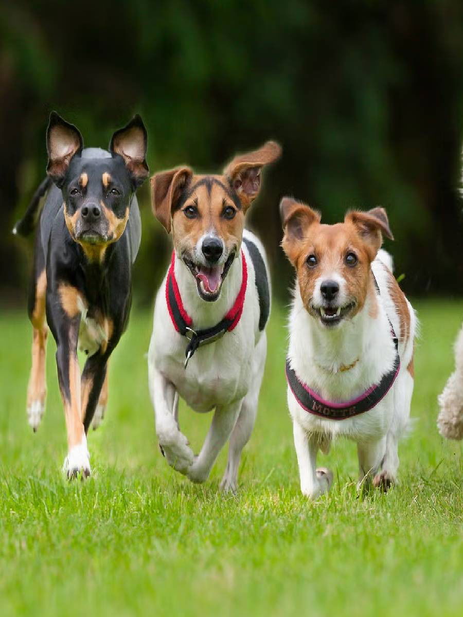 कुत्रा किती वर्षे जगतो? जाणून घ्या - Marathi News | कुत्रा किती वर्षे जगतो? जाणून घ्या | Latest Photos at Lokmat.com