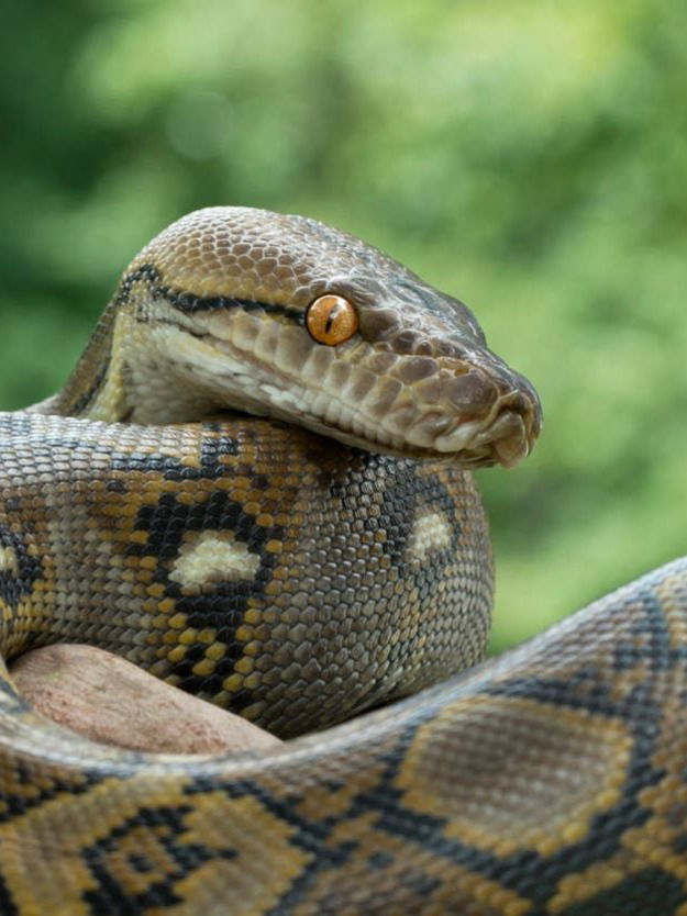 अजगर किती वेगाने सरपटू शकतो? माहित्येय? जाणून घ्या... - Marathi News | अजगर किती वेगाने सरपटू शकतो? माहित्येय? जाणून घ्या... | Latest Photos at Lokmat.com