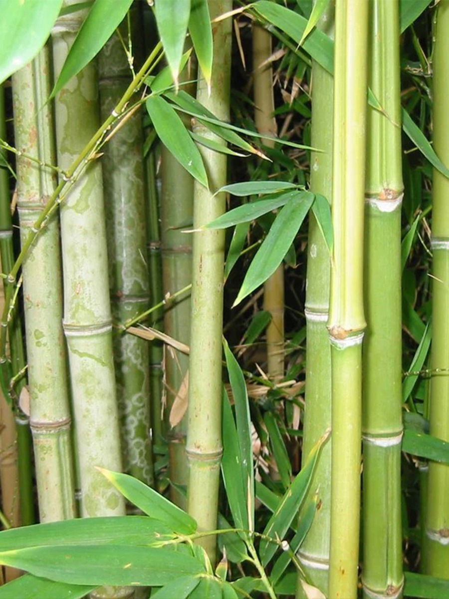 बांबू लागवडीचे फायदे - Marathi News | बांबू लागवडीचे फायदे | Latest Photos at Lokmat.com