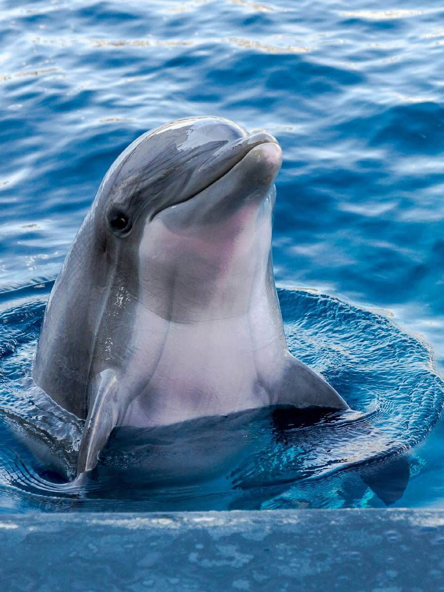 या प्राण्याला कधीच झोप येत नाही - Marathi News | या प्राण्याला कधीच झोप येत नाही | Latest Photos at Lokmat.com