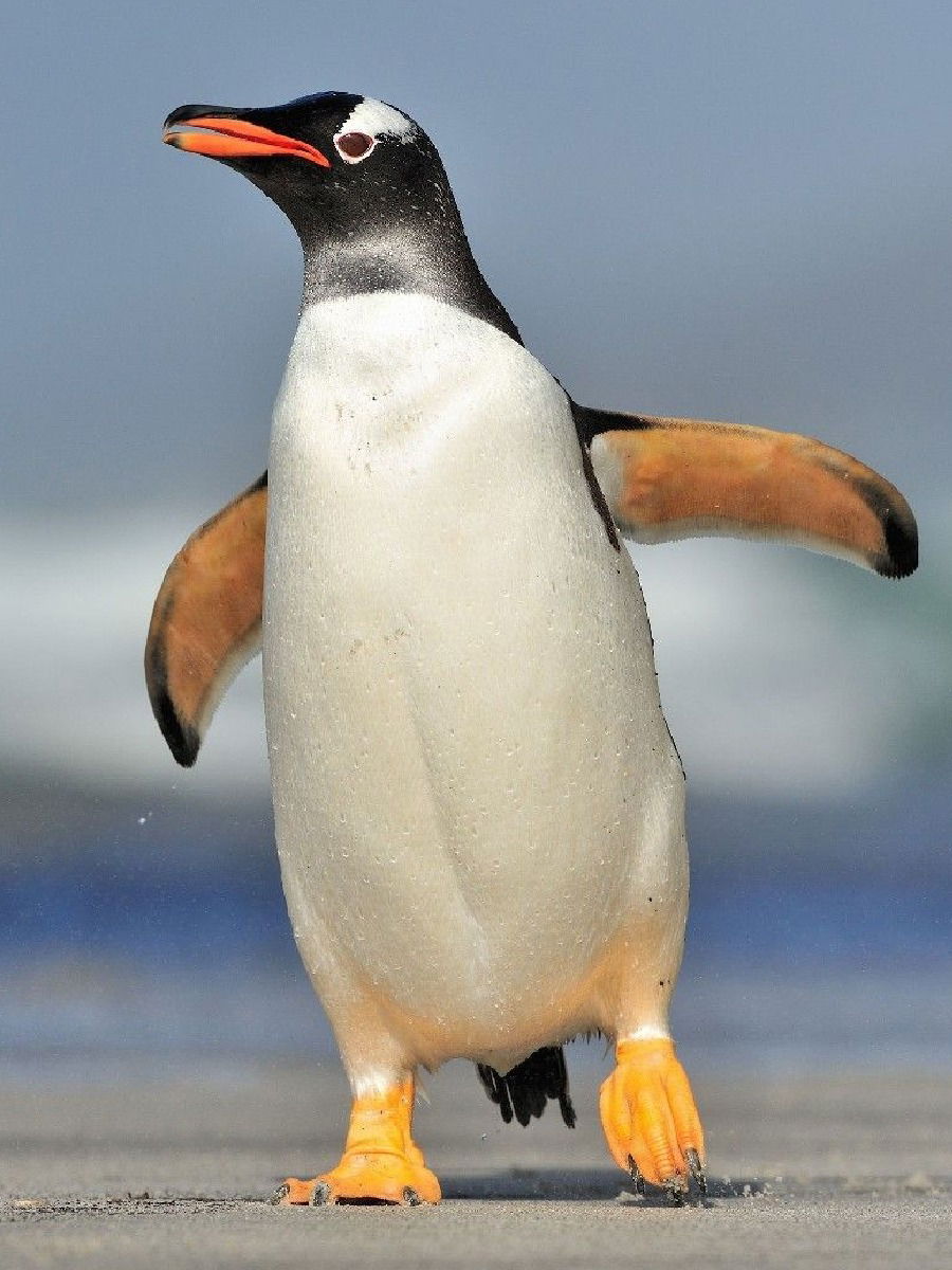 पंख असूनही पेंग्विन उडत का नाही? - Marathi News | पंख असूनही पेंग्विन उडत का नाही? | Latest Photos at Lokmat.com