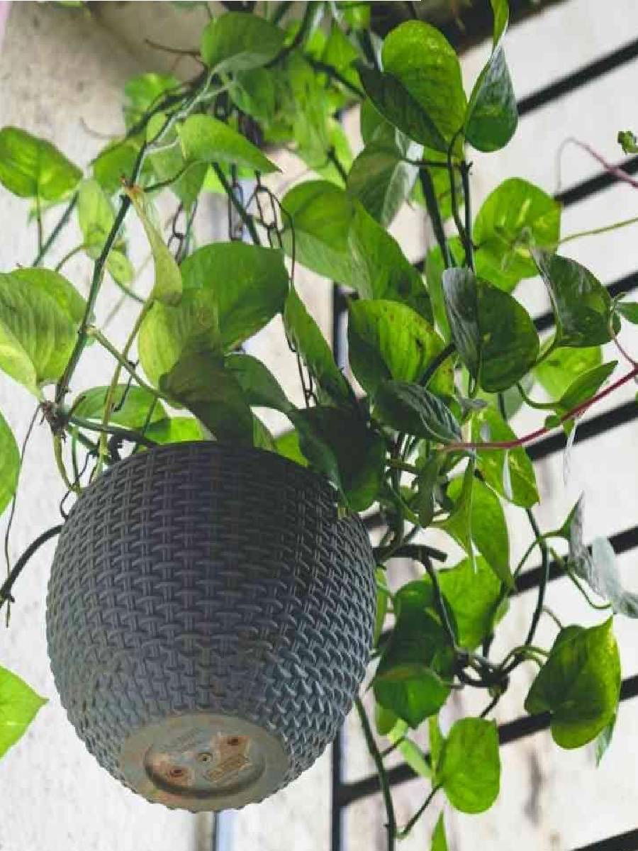 ही ७ झाडे अडवलेल्या कुंड्यांमध्ये लावता येतील - Marathi News | ही ७ झाडे अडवलेल्या कुंड्यांमध्ये लावता येतील | Latest Photos at Lokmat.com