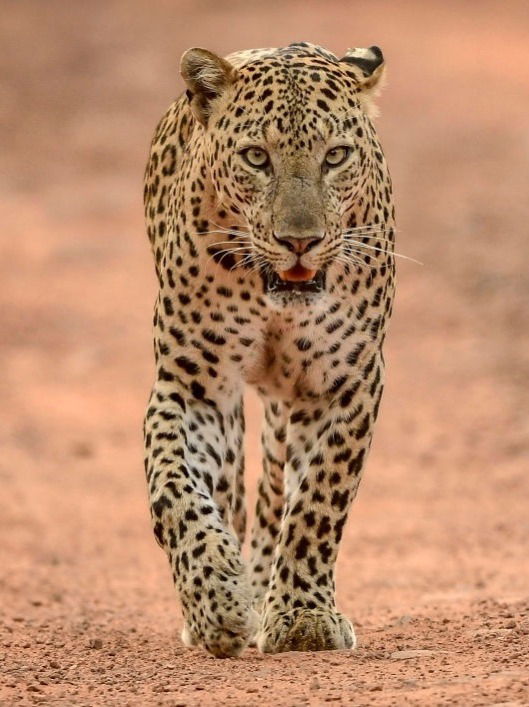 बिबट्या आणि रानमांजरीत काय फरक? - Marathi News | बिबट्या आणि रानमांजरीत काय फरक? | Latest Photos at Lokmat.com