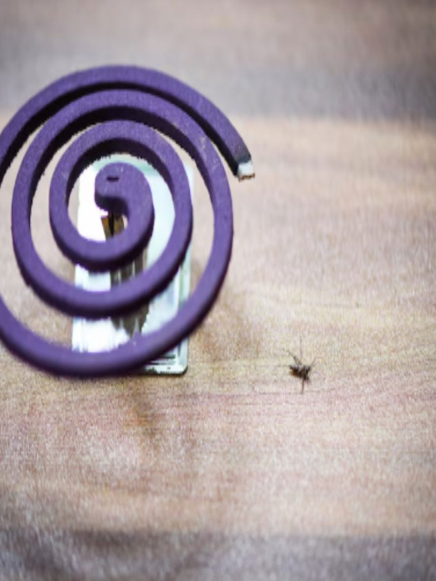 मच्छर अगरबत्तीमुळे श्वासात भिनणार विष - Marathi News | मच्छर अगरबत्तीमुळे श्वासात भिनणार विष | Latest Photos at Lokmat.com