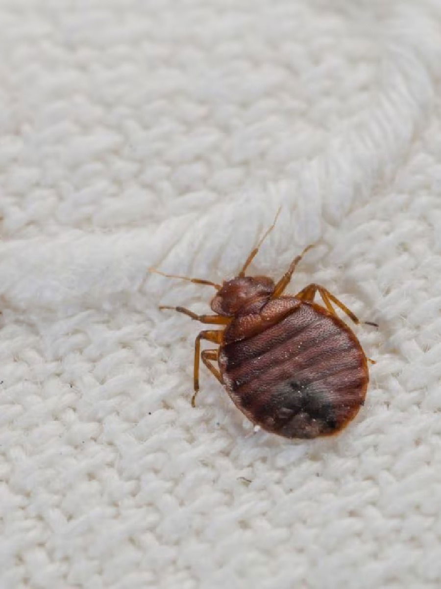 घरात झालेल्या ढेकणांमुळे वैतागलात? मग एका मिनिटांत त्यांना करा गायब - Marathi News | घरात झालेल्या ढेकणांमुळे वैतागलात? मग एका मिनिटांत त्यांना करा गायब | Latest Photos at Lokmat.com