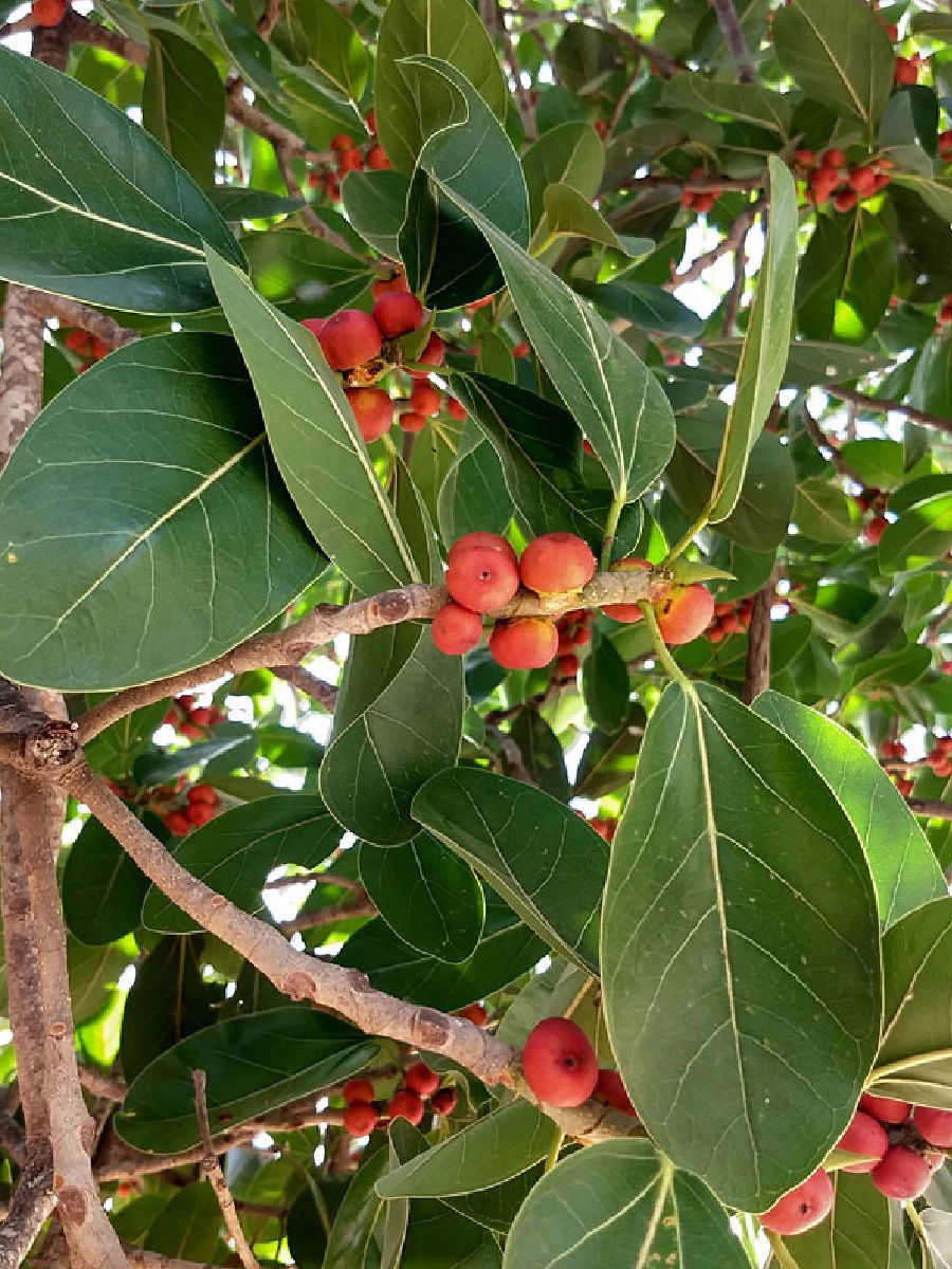 एक उंबर खा अन् पोटाच्या समस्यांना कर Bye Bye! - Marathi News | एक उंबर खा अन् पोटाच्या समस्यांना कर Bye Bye! | Latest Photos at Lokmat.com