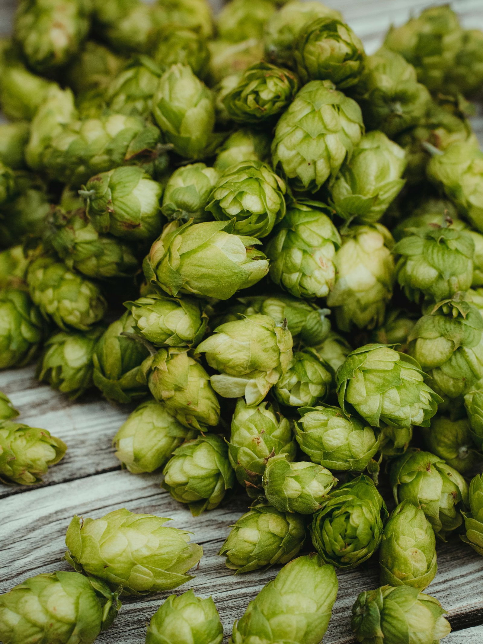 भारतातील सगळ्यात महागडी भाजी किती रुपये किलो? - Marathi News | भारतातील सगळ्यात महागडी भाजी किती रुपये किलो? | Latest Photos at Lokmat.com