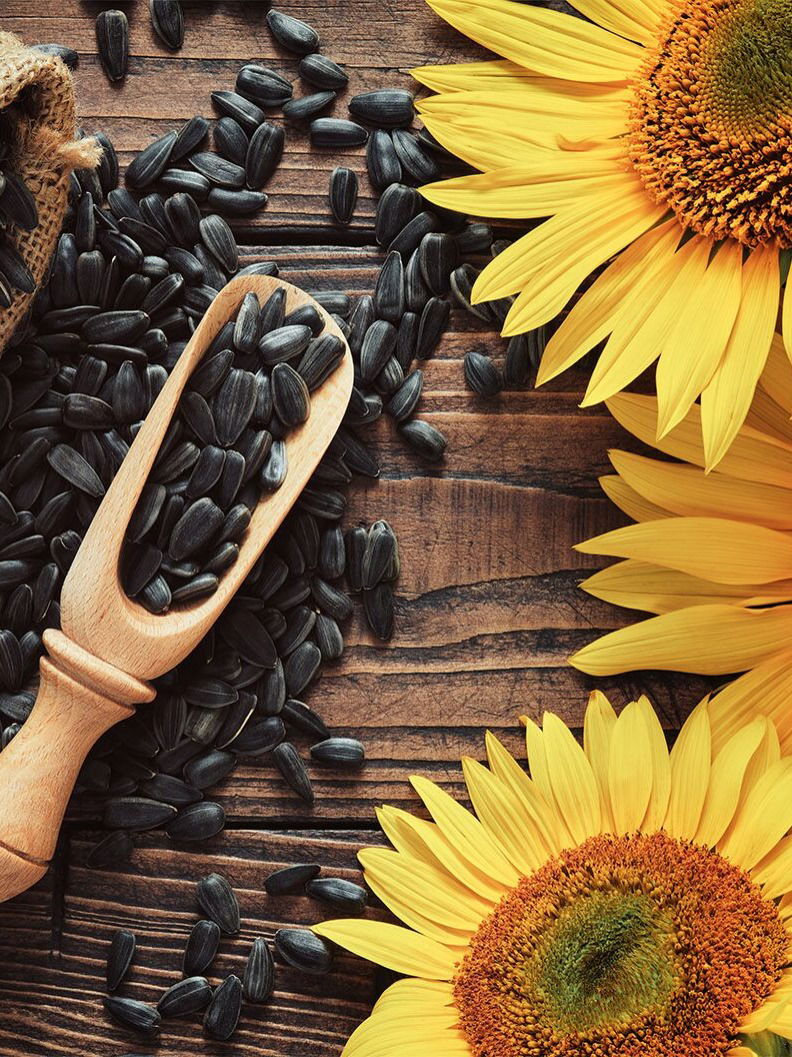 सूर्यफुलाच्या बिया पोषकतेचा खजिना..! - Marathi News | सूर्यफुलाच्या बिया पोषकतेचा खजिना..! | Latest Photos at Lokmat.com