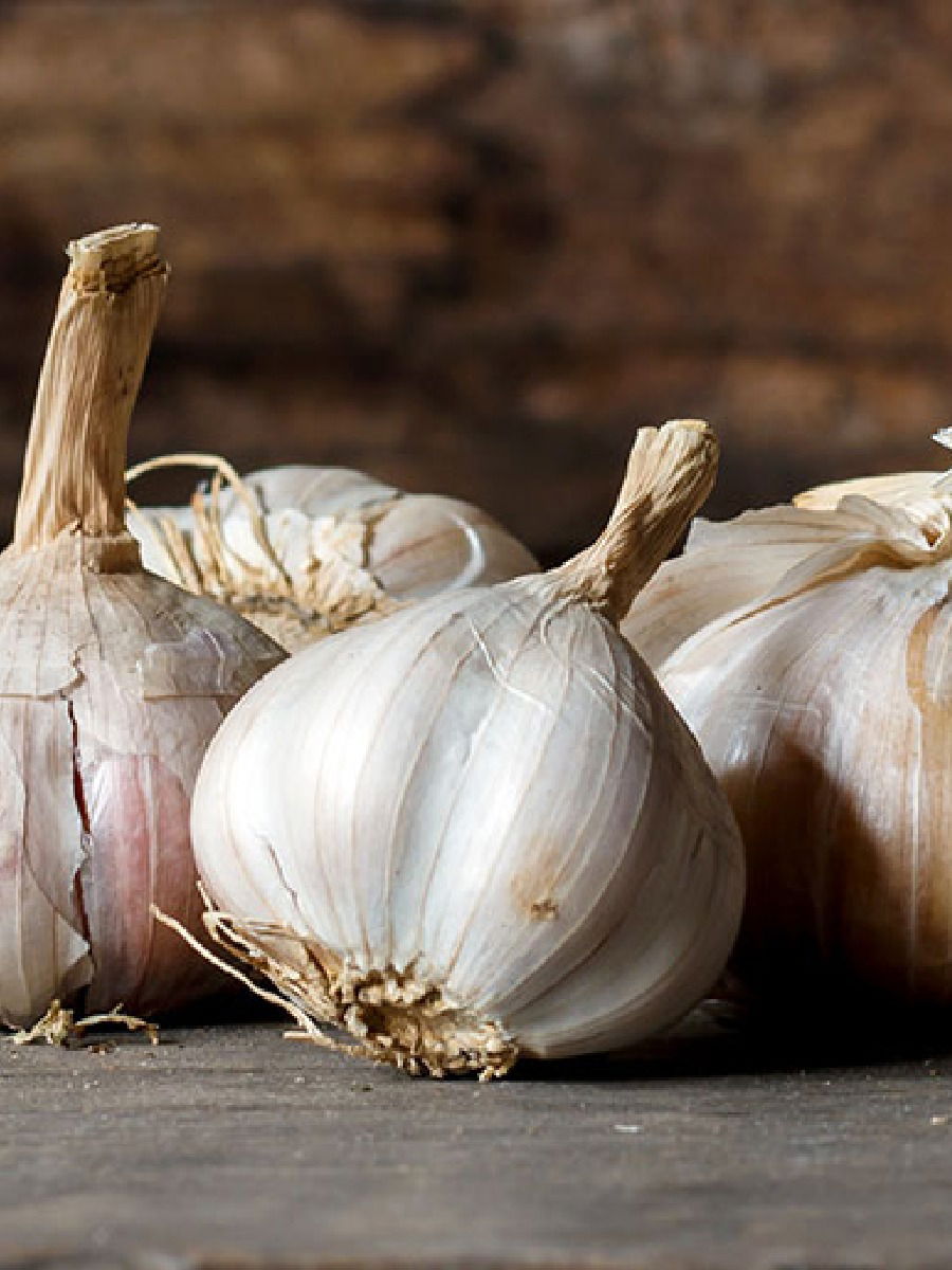 उशीखाली लसूण ठेवण्याचे आहेत जबरदस्त फायदे, वाचून व्हाल थक्क - Marathi News | उशीखाली लसूण ठेवण्याचे आहेत जबरदस्त फायदे, वाचून व्हाल थक्क | Latest Photos at Lokmat.com
