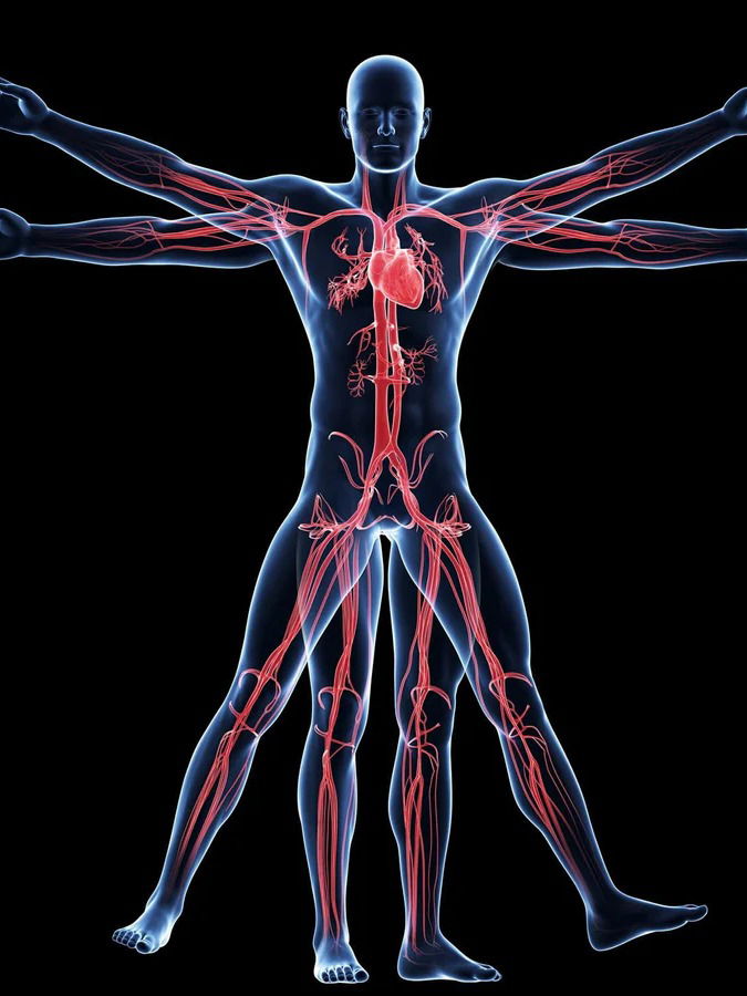 मानवाचे ५ असे अवयव ज्यांची भविष्यात गरज नाही? - Marathi News | मानवाचे ५ असे अवयव ज्यांची भविष्यात गरज नाही? | Latest Photos at Lokmat.com