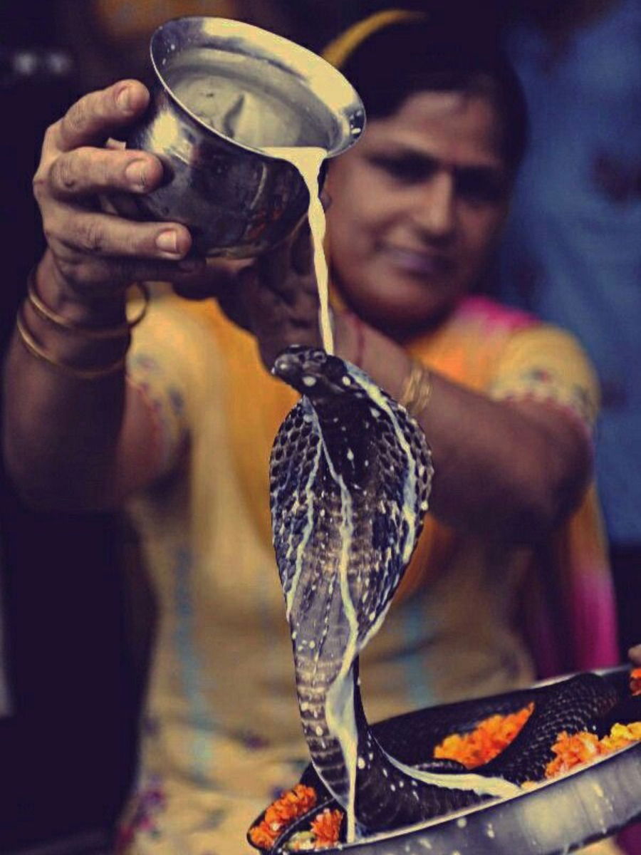 नाग खरंच दूध पितो का? - Marathi News | नाग खरंच दूध पितो का? | Latest Photos at Lokmat.com