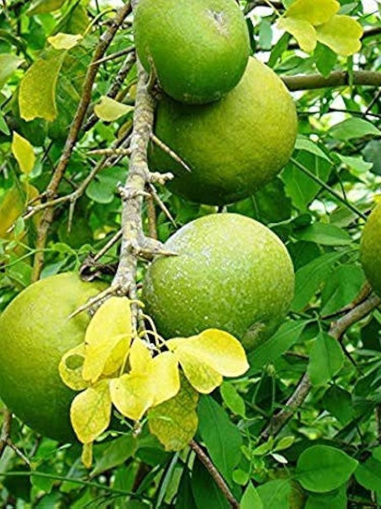 कॅन्सरला दूर ठेवणारी भारतीय फळं - Marathi News | कॅन्सरला दूर ठेवणारी भारतीय फळं | Latest Photos at Lokmat.com