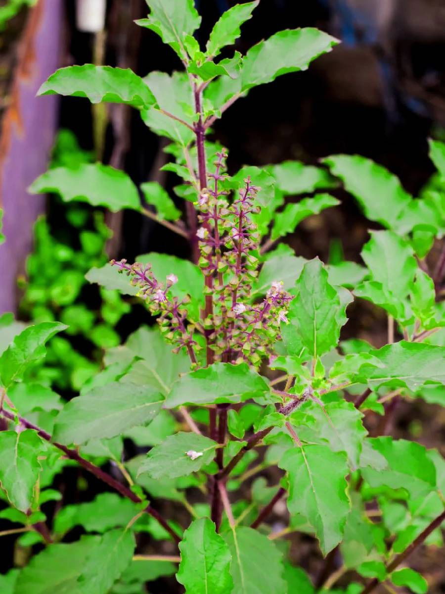 तुळशीच्या पानाचे जबरदस्त फायदे; जाणून घ्या - Marathi News | तुळशीच्या पानाचे जबरदस्त फायदे; जाणून घ्या | Latest Photos at Lokmat.com