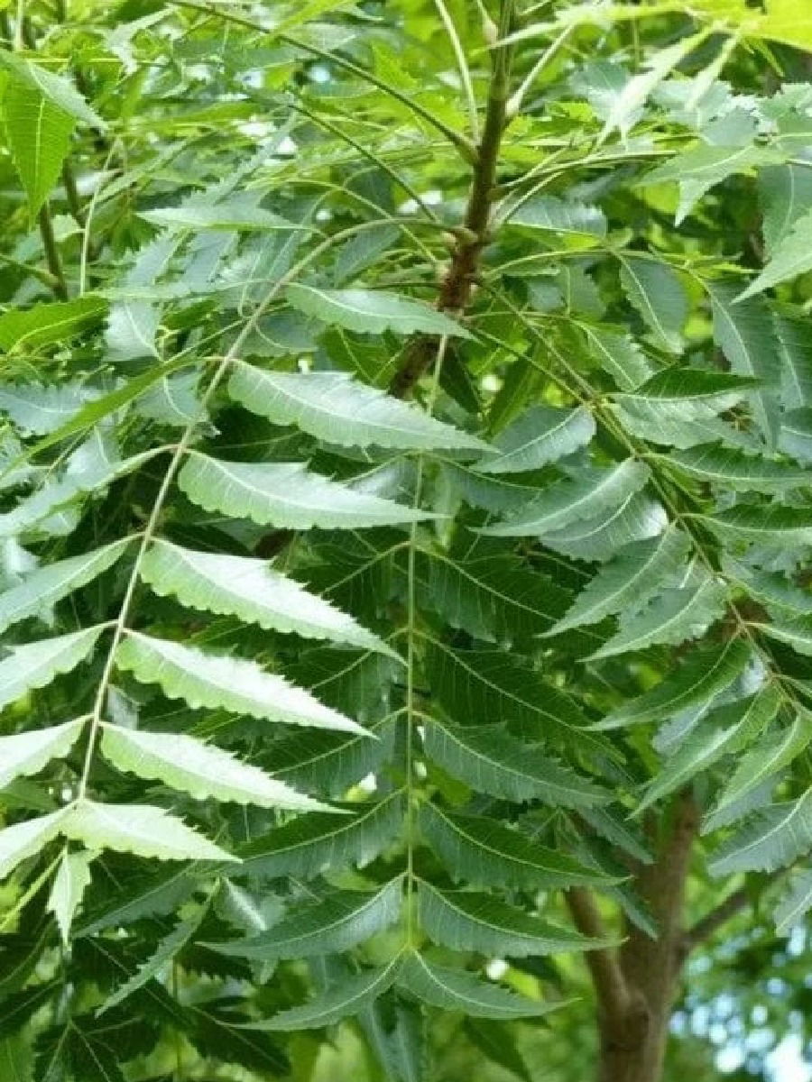 केसांचं आरोग्य जपण्यासाठी वापरा कडुलिंब! - Marathi News | केसांचं आरोग्य जपण्यासाठी वापरा कडुलिंब! | Latest Photos at Lokmat.com