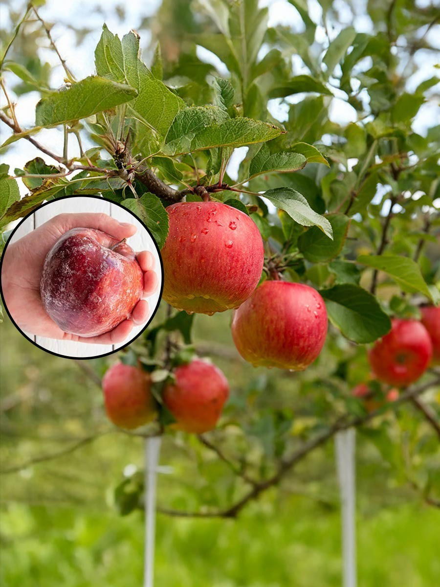 सफरचंदावरील वॅक्स 'या' पद्धतीने करा दूर - Marathi News | सफरचंदावरील वॅक्स 'या' पद्धतीने करा दूर | Latest Photos at Lokmat.com