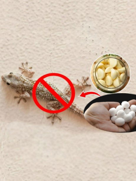 पालींना पळवून लावण्याचे सोपे घरगुती उपाय - Marathi News | पालींना पळवून लावण्याचे सोपे घरगुती उपाय | Latest Photos at Lokmat.com