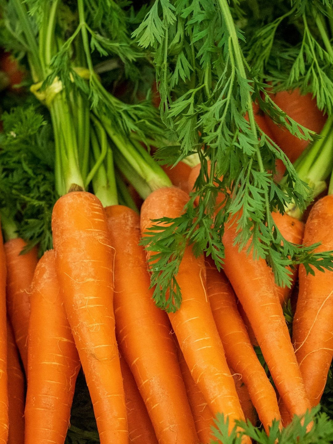 हिवाळ्यात गाजर खाण्याचे जबरदस्त फायदे! - Marathi News | हिवाळ्यात गाजर खाण्याचे जबरदस्त फायदे! | Latest Photos at Lokmat.com